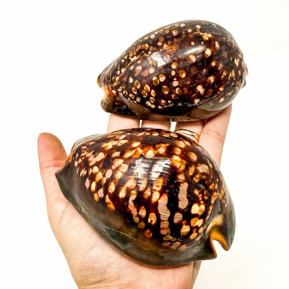 Large Hawaiian Humpback Chocolate Cowrie Shells Set of 2 Natural Seashells